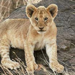 Kenya, Tanzania, Namibia