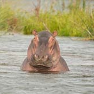 Botswana, Zimbabwe, Zambia