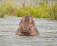 Botswana, Zimbabwe, Zambia