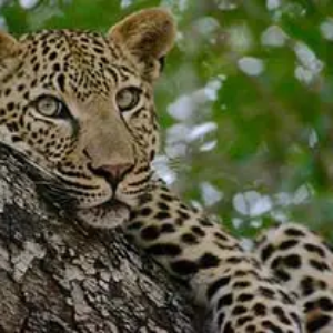 Namibia, Zambia, Botswana