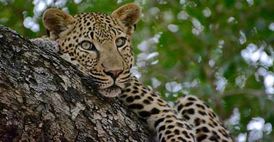 Namibia, Zambia, Botswana