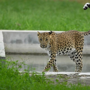 Jhalana, Leopards