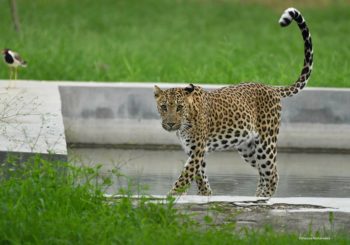 Jhalana, Leopards
