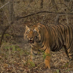 tiger, tadoba, buffer
