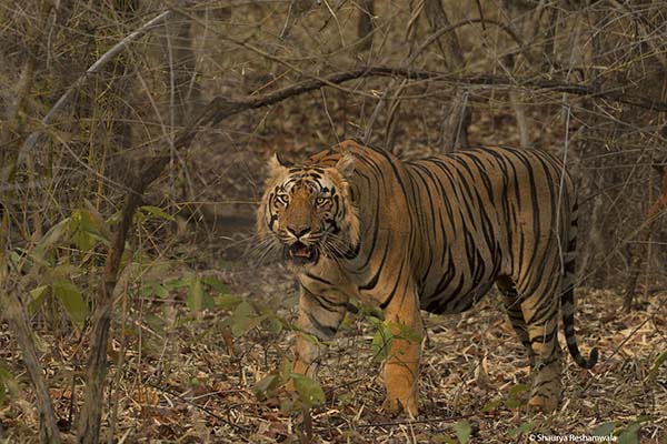 Kankajhari tiger, tadoba, buffer
