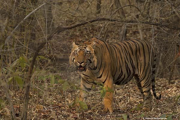 tiger, tadoba, buffer