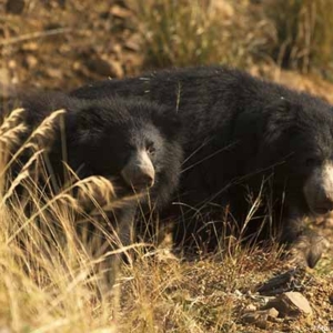 sloth bear, tadoba, call of the wild