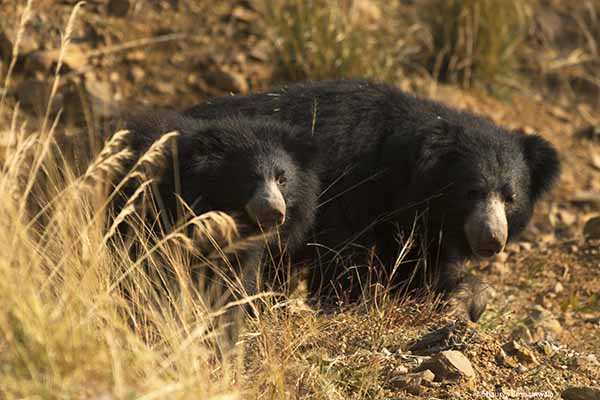 sloth bear, tadoba, call of the wild