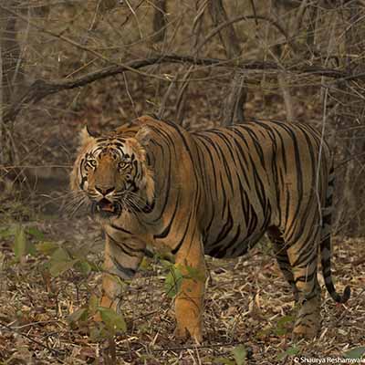 tiger, call of the wild