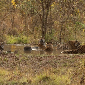 tadoba