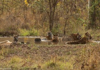 tadoba