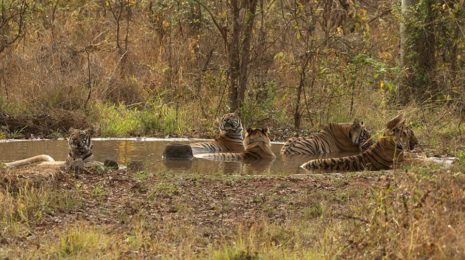 tadoba