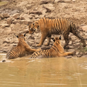 Tiger Family, Tadoba National Park