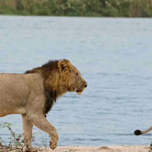 Zimbabwe safaris, wildlife safaris, call of the wild, African safaris
