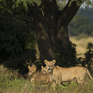 Zimbabwe, African wildlife, safaris