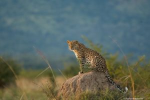 leopard safaris, african safaris