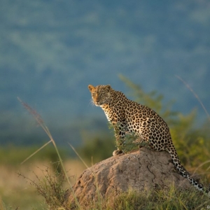 leopard safaris, african safaris