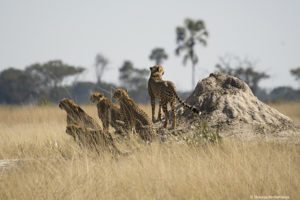 Zimbabwe safari, african safari