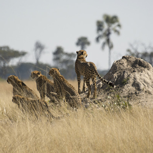 Zimbabwe safari, african safari