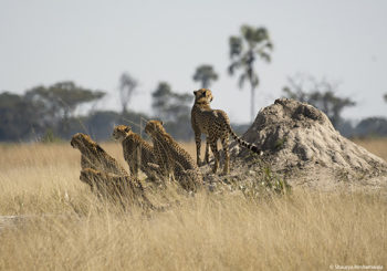 Zimbabwe safari, african safari