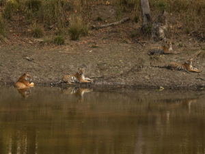 tiger safari, kanha national park