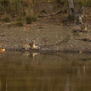 tiger safari, kanha national park