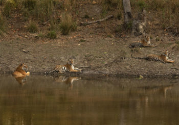 tiger safari, kanha national park