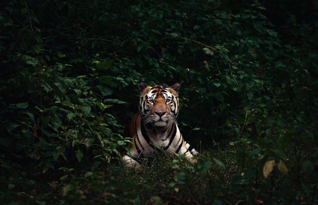 Kanha, tadoba, Pench