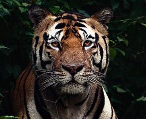 Kanha, tadoba, Pench