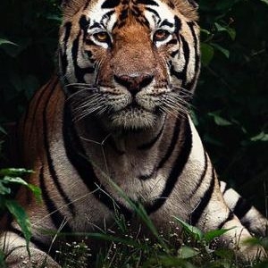 Kanha, tadoba, Pench