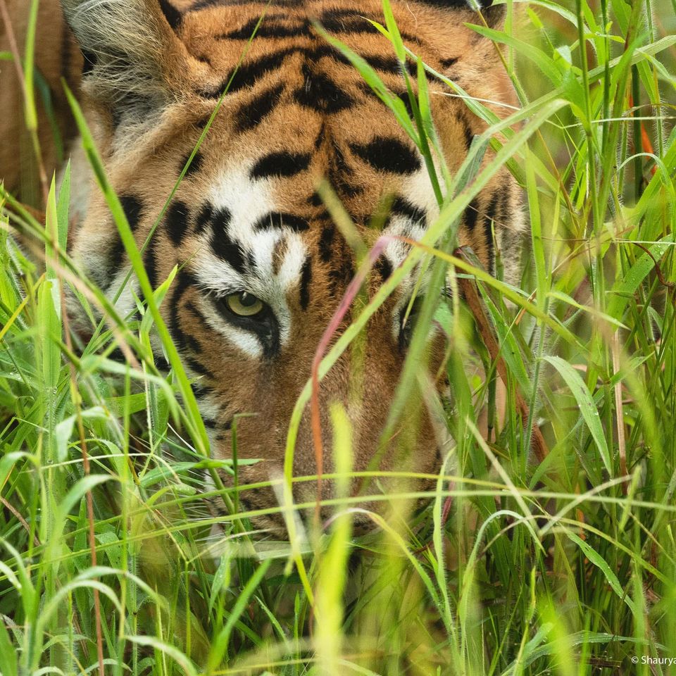 tiger safaris
