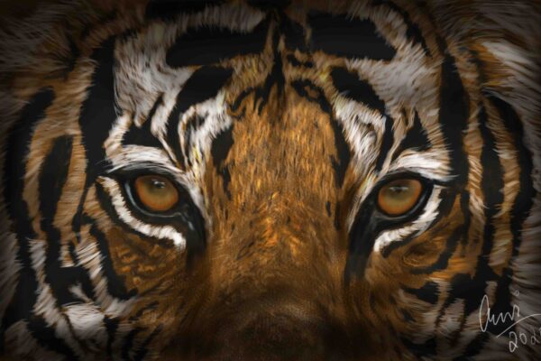 tigers eyes wildlife art, tiger art