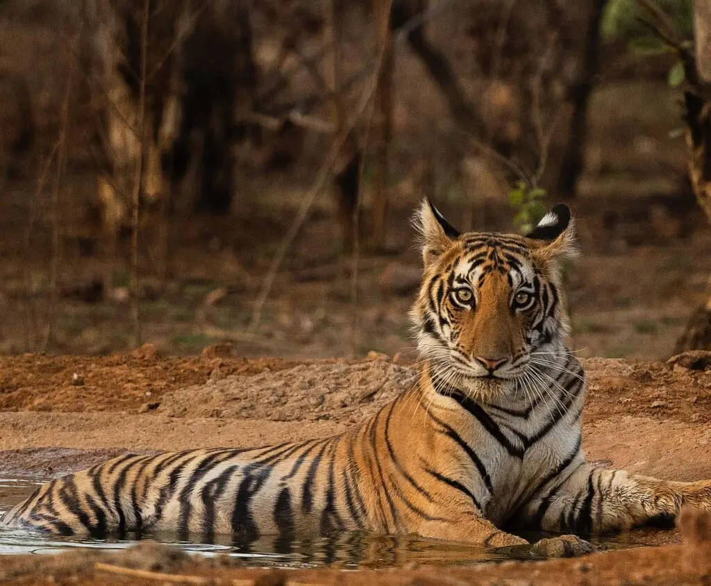 India safaris, tiger safaris