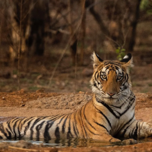 India safaris, tiger safaris