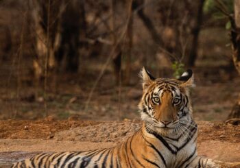 India safaris, tiger safaris