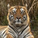 tiger, tiger safaris, indian safaris