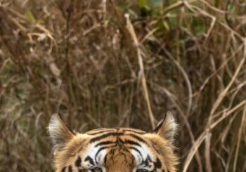 tiger, tiger safaris, indian safaris