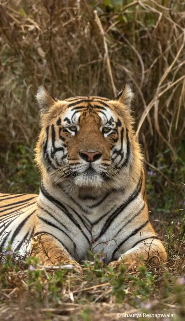tiger, tiger safaris, indian safaris
